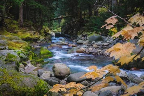 Forest stream scenery in Mount Rainier National Park, Washington State, USA Stock Photos