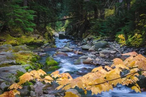 Forest stream scenery in Mount Rainier National Park, Washington State, USA Stock Photos