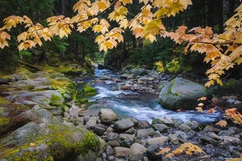 Forest stream scenery in Mount Rainier National Park, Washington State, USA Stock Photos