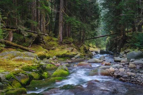 Forest stream scenery in Mount Rainier National Park, Washington State, USA Stock Photos