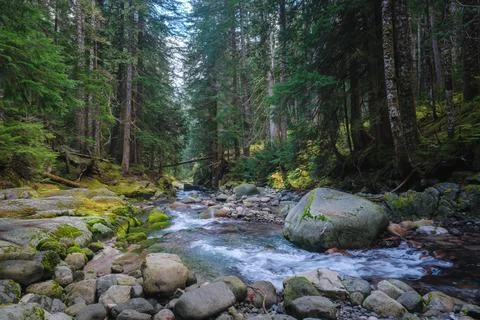 Forest stream scenery in Mount Rainier National Park, Washington State, USA Stock Photos