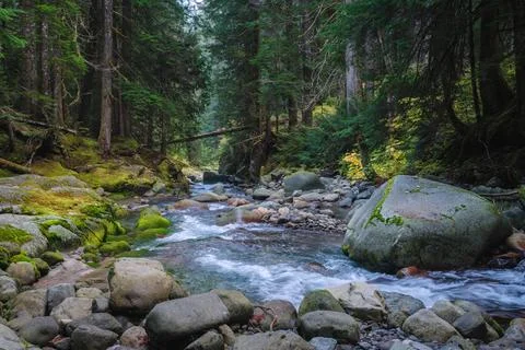 Forest stream scenery in Mount Rainier National Park, Washington State, USA Stock Photos