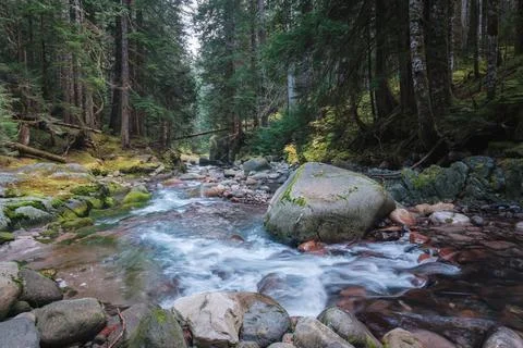 Forest stream scenery in Mount Rainier National Park, Washington State, USA Stock Photos