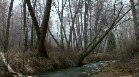 Forest Up Stream Shot- Beautiful Contrast-Light Fog 動画素材 109832