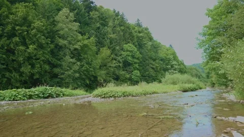 Forest Stream in Slovakia Stock-Footage 331001979