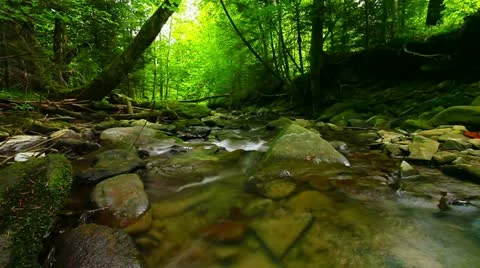 Forest stream - slow motion Stock Footage 13360091
