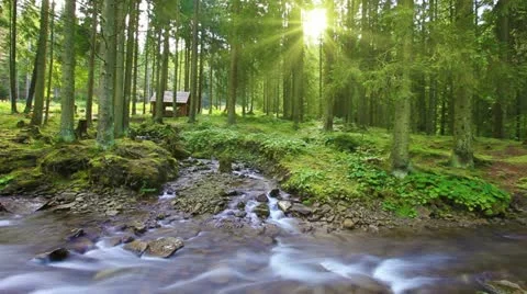 Forest stream - slow motion Stock Footage 14078671