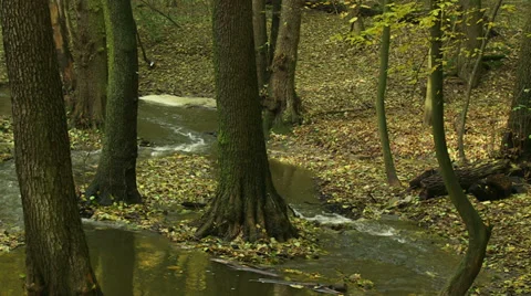 Forest stream, small river Stock Footage 32591676