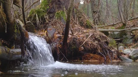 Forest stream with a small waterfall in the North Caucasus mountains of Russia Stock Footage 320855047