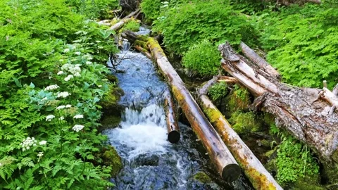 Forest stream with small waterfalls and fallen logs in lush green environment, S Video stock 332080905