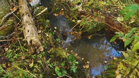 Forest Stream in the Southern Urals Stock Footage 325449797