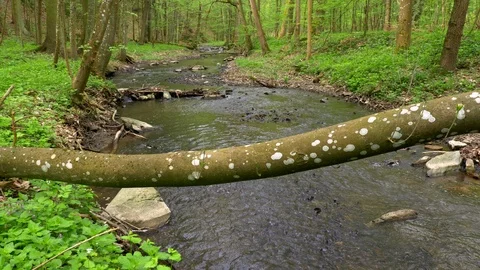 Forest stream in spring Video stock 89891752