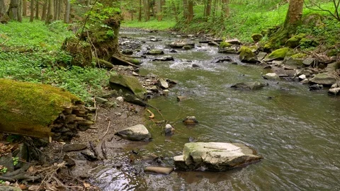 Forest stream in spring Stock-Footage 90001708