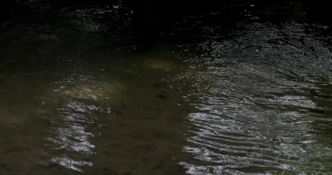 Forest Stream, Static Shot Stock Footage 331596976