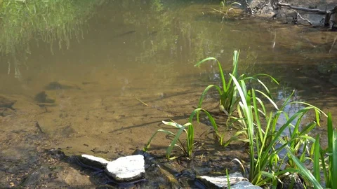 Forest Stream In Summer 4K Stock Footage 91358273