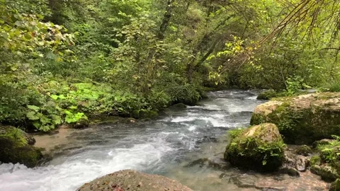 Forest stream on a summer day among green trees. View from above Stock Footage 220791815
