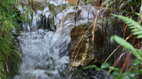 Forest stream in summer day Vidéo 47579731