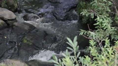 Forest stream on a summer day Stock Footage 146574116