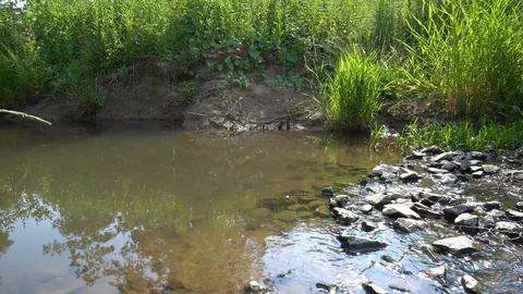 Forest Stream In Summer On A Sunny Day 4K Stock Footage 91359639