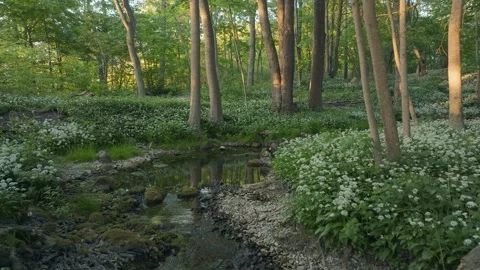 Forest Stream With Sunlight And Wild Garlic Lummelunda Gotland Stock Footage 331084577