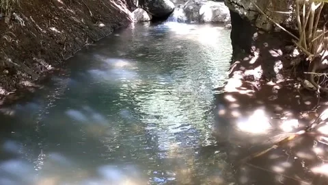 Forest Stream in Sunlight Stock Footage 330585870