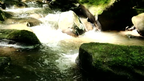 Forest Stream With Sunlight Peering Through The Canopy 스톡 동영상 201006221