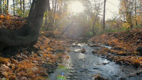 Forest stream in sunny autumn forest with water sound Stock Footage 119003494