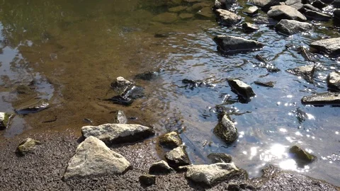 Forest Stream On A Sunny Day 4K Stock Footage 91358271