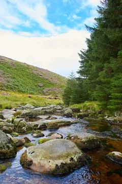 Forest stream surrounded by timberland in ancient Stock Photos