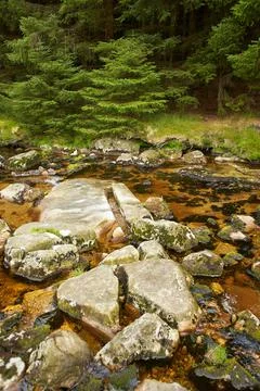 Forest stream surrounded by timberland in ancient Stock Photos