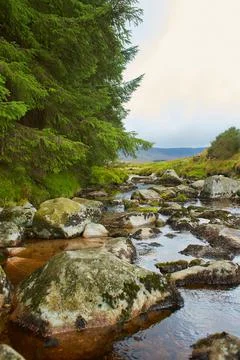 Forest stream surrounded by timberland in ancient Stock Photos