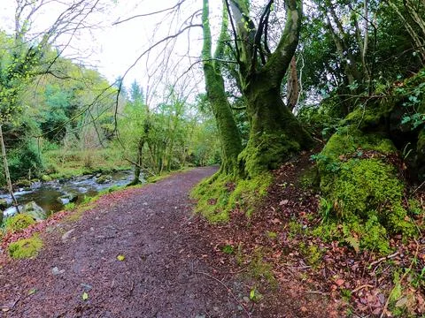 Forest stream surrounded by timberland Stock Photos