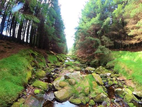 Forest stream surrounded by timberland Stock Photos