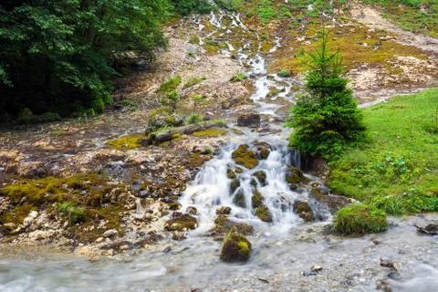 Forest stream surrounded by vegetation running over rocks Stock Photos
