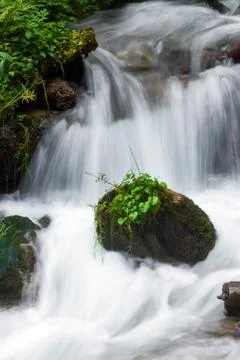 Forest stream surrounded by vegetation running over rocks Stock Photos