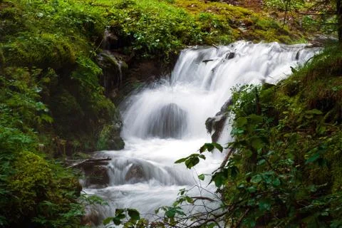 Forest stream surrounded by vegetation running over rocks Stock Photos