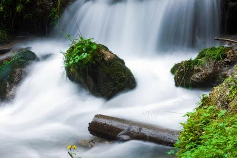 Forest stream surrounded by vegetation running over rocks Stock Photos