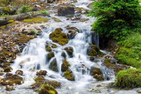 Forest stream surrounded by vegetation running over rocks Stock Photos