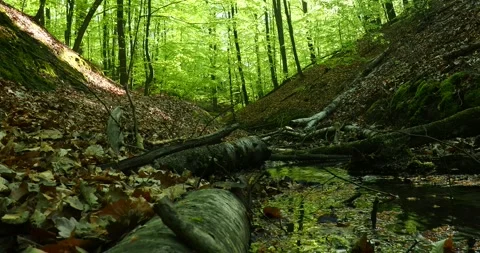 Forest Stream in Szczecin Poland with Sunlight Through Trees Stock Footage 334330836