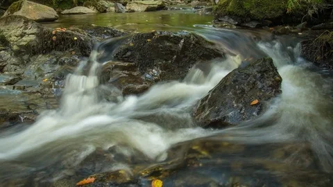 Forest stream in temperate rainforest Stock Footage 70622018