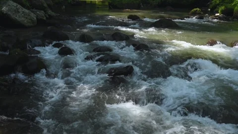 Forest stream through greenery, perfect for meditation and relaxation Stock Footage 278303171