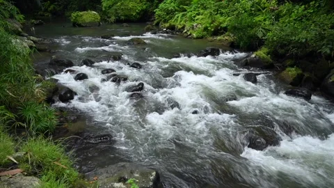 Forest stream through greenery, perfect for meditation and relaxation Stock Footage 278303235