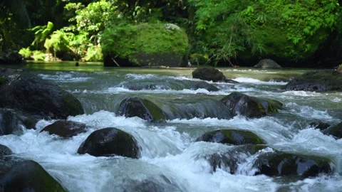 Forest stream through greenery, perfect for meditation and relaxation Stock Footage 278361770