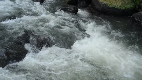 Forest stream through greenery, perfect for meditation and relaxation Stock Footage 278524654