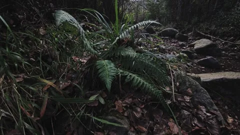 Forest stream through woodland with forest canopy, green fern and rocks Stock Footage 322903546