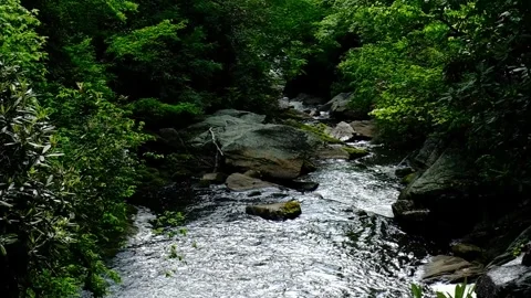 Forest Stream - Tilt from stream below to trees above - Slow Motion Stock Footage 244361897