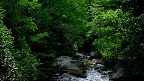 Forest Stream - Tilt from trees to stream below - Slow Motion Stock Footage 244361733