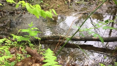 Forest stream time lapse with ferns and wild rose Stock Footage 239670025