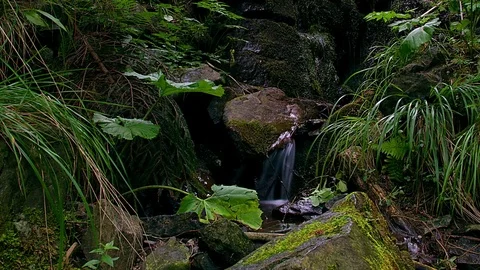 Forest stream time lapse Stock-Footage 71656429