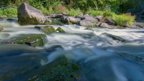 Forest stream time lapse Stock Footage 84739388